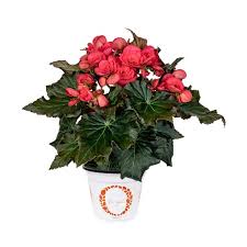 Image result for Begonia elatostemmoides
