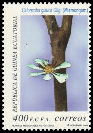 Image result for Caloncoba