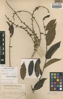 Image result for Paropsia