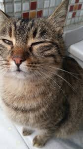 Sokak Kedisi Kedi Cats Sokak