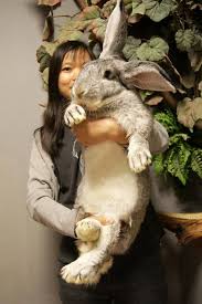 Rabbits The Hottest Pet This Year Album Photos Wantchinatimes Com Baby Animals Giant Rabbit Flemish Giant Rabbit