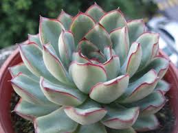 7000 фотографий суккулентов и кактусов. Echeveria Pulidonis Pulido S Echeveria World Of Succulents