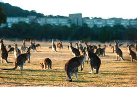 1st grade def lanka lions, 4th grade def woden and 5th grade def woden. The Culling Season Too Many Kangaroos Loose In Canberra The Monthly