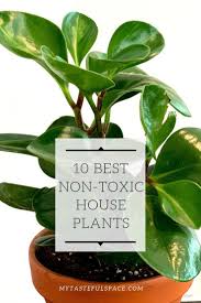 Indoor plant low light cat safe. 10 Best Non Toxic Houseplants That Are Safe For Children Cats Dogs My Tasteful Space Safe House Plants Low Light House Plants House Plants Indoor