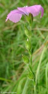 Image result for Limeum viscosum