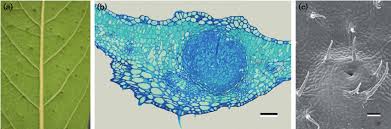 Image result for Pavetta sp. B