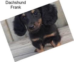 Maybe you would like to learn more about one of these? Dachshund Puppies For Sale In Oklahoma Agriseek Com