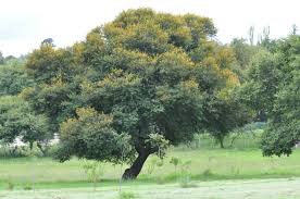 Image result for Acacia karroo