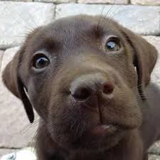We did not find results for: Why Are Chocolate Labrador American Bulldog Mix Puppies Used In Animal Therapy Quora