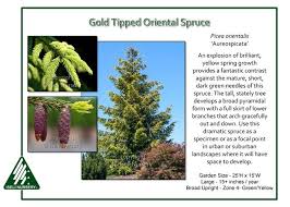 Thuja green giant is the perfect choice, with its exceptional rate of growth. Gold Tipped Oriental Spruce Picea Orientalis Aureospicata Provides An Explosion Of Brilliant Yellow Spring Growth Crea Gold Tips Yellow Springs Growing Tree