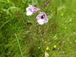 Image result for Sopubia lanata