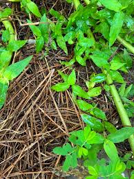 Image result for Oplismenus hirtellus