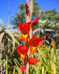 Image result for Gladiolus dalenii