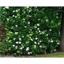 Image result for Murraya paniculata