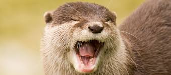 Otters are adorable creatures that live both on land and in the water. Fischotter 10 Fakten Uber Das Tier Des Jahres 2021 Wwf Blog
