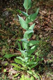 Image result for Turritis