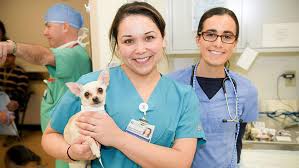 Последние твиты от uc davis health department of emergency medicine (@ucdavisem). Uc Davis Claims Top World Ranking In Veterinary Science University Of California