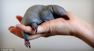 Meet Beau The Rescued Baby Echidna That S An Australian Hedgehog To You And Me Puggle Echidna Puggle Echidna