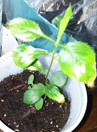 Check spelling or type a new query. Why Is My Apple Seedling Shriveling Up After Like 15 Min Every Time I Remove The Plastic Dome Gardening Landscaping Stack Exchange