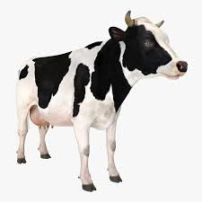 Dairy Cow 3d Model Ad Dairy Cow Model Cow Art Inspo Mammals