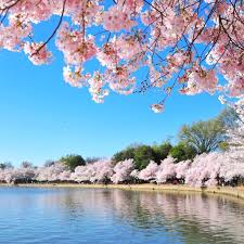 The cherry blossoms trope as used in popular culture. Cherry Blossoms Around The World