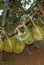 Dahsyat mancing ikan lembat di lubang keramat. Membekal Anak Pokok Durian Monthong Garden Items For Sale In Putrajaya Putrajaya Mudah My