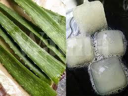 Kenapa tidak memulakan hari anda dengan aloe vera? Kiub Lidah Buaya Hapuskan Masalah Kulit Patutlah Ramai Yang Gigih Buat Frozen Macam Ini Mingguan Wanita