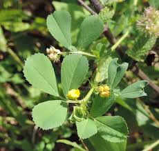 Image result for Medicago polymorpha