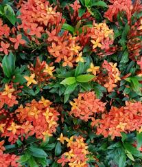 Image result for Ixora praetermissa