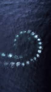 博海拾贝0813 珍贵的挖掘机戏水画面 博海拾贝 萝卜网 humpback whale nature images nature photography