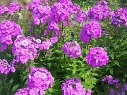 How To Grow Garden Phlox For A Late Summer Bloom Phlox Flowers Flowers Perennials Flower Seeds