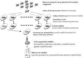 Maybe you would like to learn more about one of these? Guidelines For The Production Of Secondary Metabolites From Plant Cell Download Scientific Diagram