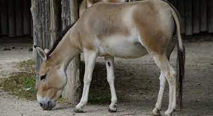 Learn some interesting facts on just how versatile and intelligent these animals are. What Is The Offspring Of A Male Trivia Questions Quizzclub