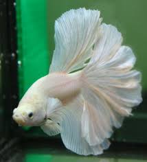 Betta Fish White Platinum Rose Tail Half Moon Hm Male Betta Pez Betta