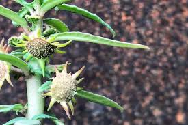 Image result for Dorstenia schliebenii