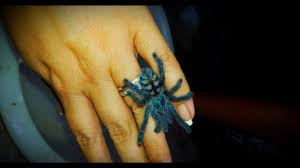 The tips of their hairy legs are pink, giving them their name, pinktoe. Sling Care Avicularia Caribena Versicolor Care By The Deadly Tarantula Girl Youtube