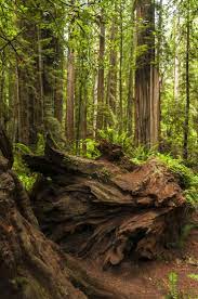 Fallen Titan By Joshua Cramer 500px Nature Tree Landscape Wild Forest