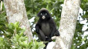 Malaysian Rainforest Birds Animals Rainforest Animals Rainforest Birds Rainforest