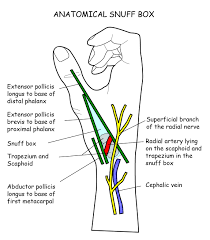 Check spelling or type a new query. Regions Anterior Anatomical Snuff Box Boundaries Ranzcrpart1 Wiki Fandom