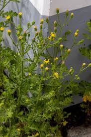 Image result for Senecio viminalis