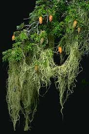 Image result for Alectra dunensis