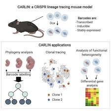 Animal cell coloring sheet answer key labeled wright. An Engineered Crispr Cas9 Mouse Line For Simultaneous Readout Of Lineage Histories And Gene Expression Profiles In Single Cells Sciencedirect