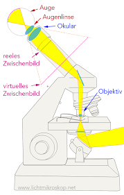 Wie Funktioniert Ein Mikroskop Funktion Lichtmikroskop
