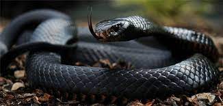 Wild Animal Attacks What To Do When Attacked By Ferocious Beasts Black Mamba Snake Snake Venom Mamba Snake