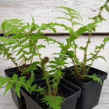 Image result for Cyathea cf. humilis