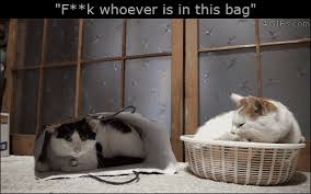 Screw Whoever Is In This Bag Best Cat Gifs Funny Cat Videos Cats And Kittens