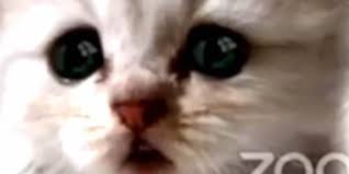 Who knew this was what would be the funny cat video that would heal us all? When Funny Cat Pics Go Too Far The Lawyer Showing Up To Court As A Cat Film Daily