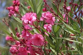 Der bedingt winterharte oleander ist hierzulande schon lange ein fester bestandteil in vielen gärten und terrassen, da er sogar leichte. Mediterraner Garten Garten Und Freizeit