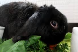 にんじん葉を食べたうさぎのうん が大きくなったご報告と 雲台が割れました うさぎ