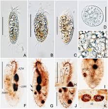 Image result for Physotrichia